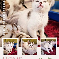 adopt a pet