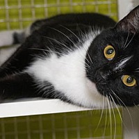 adopt a pet