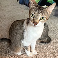 adopt a pet