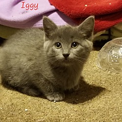 Photo of Iggy