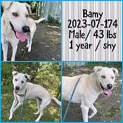 Photo of 2023-07-174 *Bamy*