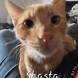 Thumbnail photo of Shasta #2