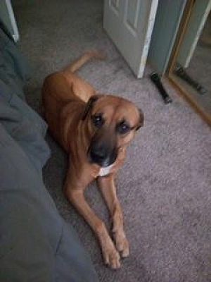 Perris, CA - Rhodesian Ridgeback. Meet Scooby a Pet for Adoption ...