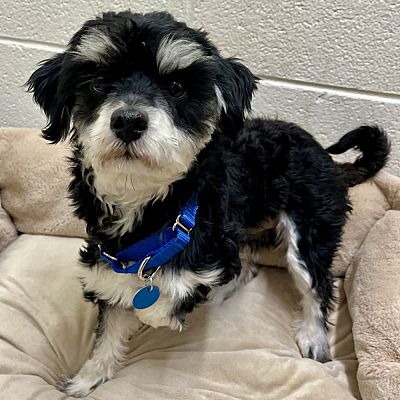 Alexandria VA Border Terrier Terrier Unknown Type Medium Meet   902884155 