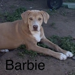 Thumbnail photo of Barbie #3