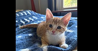 Cheddar