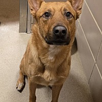 adopt a pet