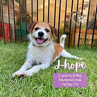 adopt a pet