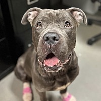 adopt a pet