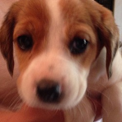 Thumbnail photo of Millington Pup #3-Boy! #1