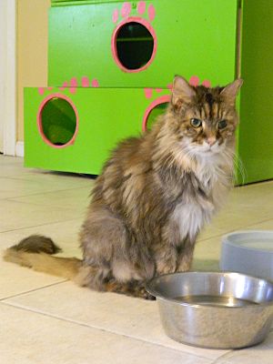 Palm City Fl Maine Coon Meet Misty A Pet For Adoption