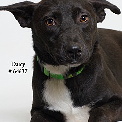 Thumbnail photo of Darcy  (Foster) #4