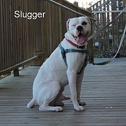 Thumbnail photo of Slugger #4