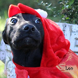 Thumbnail photo of Leo Pup ~ meet me! #1