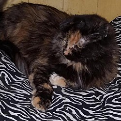Maine Coon Kittens For Sale In Arizona Adoptapet Com