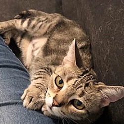 Photo of Mirabella  lap cat