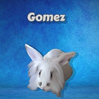 Photo of Gomez (bonded to Spot)