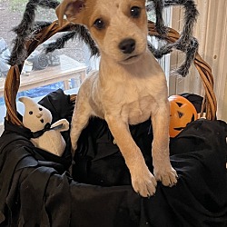 Photo of Kit Kat (Halloween Pups)
