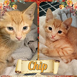Photo of Chips