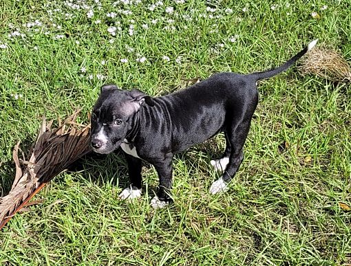 Fort Myers FL Terrier (Unknown Type Small)/Mixed Breed (Medium