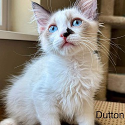 Thumbnail photo of Dutton #2