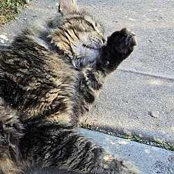 Thumbnail photo of Lovie - Maine Coon sweetheart #3