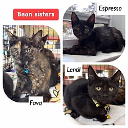 Thumbnail photo of Bean sisters #2