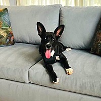 adopt a pet