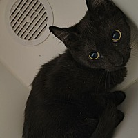 adopt-pet