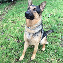 Thumbnail photo of Jethro - Handsome Young Shep #4