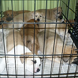 Thumbnail photo of Shepherd/lab pups #2