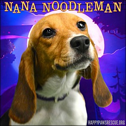 Photo of Nana Noodleman