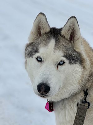 Granby, CO - Siberian Husky. Meet Sadie a Pet for Adoption - AdoptaPet.com