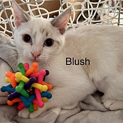 Photo of Blush