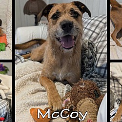 Thumbnail photo of McCoy #2