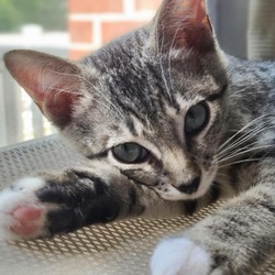 Thumbnail photo of Meowlo #2