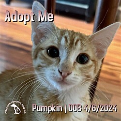 Thumbnail photo of Pumpkin #1