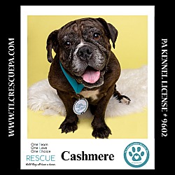 Thumbnail photo of Cashmere 081724 #3