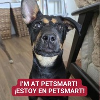 adopt a pet