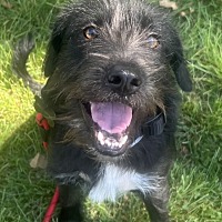 GORDON - Jack Russell Terrier available for adoption