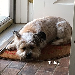 Thumbnail photo of Teddy #3