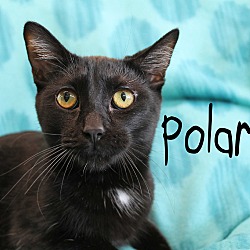 Thumbnail photo of Polaris #1