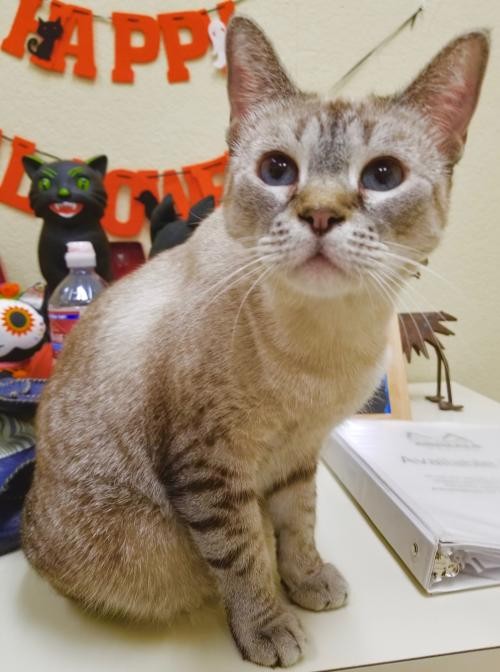 30 HQ Photos Siamese Cat Adoption Phoenix - Siamese Cats For Sale | Tucson, AZ #290349 | Petzlover