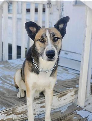 Ridgecrest, CA - Belgian Malinois/Husky. Meet Yoda a Pet for Adoption ...