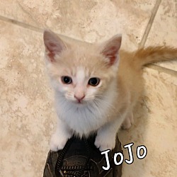 Photo of Jojo