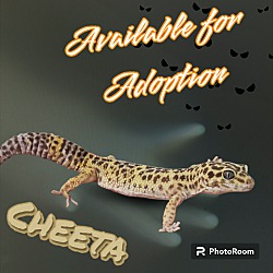 Photo of Cheeta