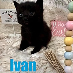 Photo of IVAN Kitten