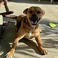 adopt a pet