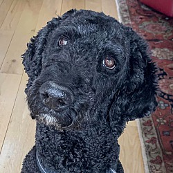 Thumbnail photo of Lillah - Standard Poodle #1