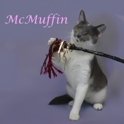 Thumbnail photo of McMuffin C24-269 #1